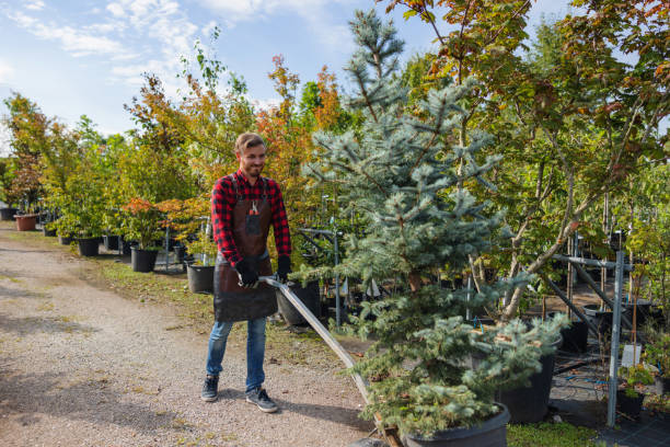 Professional  Tree Services in Childress, TX